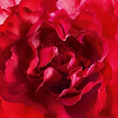 Guerlain Mon Guerlain Bloom Of Rose Eau de Parfum GUERLAIN — detalhe 3