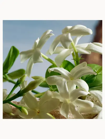 Q by Dolce&Gabbana Parfum 50ml Dolce&Gabbana — detalhe 6
