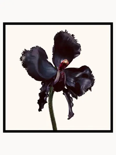 TOM FORD Black Orchid Reserve Eau de Parfum 50ml TOM FORD — detalhe 7